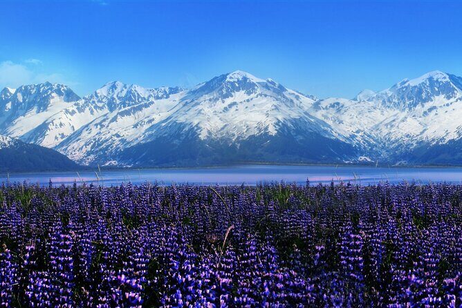 Alyeska/Girdwood Express - Pricing and Value