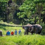An Afternoon with the Elephants at Phuket Elephant Sanctuary - Analyzing the Value