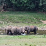 Anakkulam Wild Elephant Visiting(Jeep tour) - Frequently Asked Questions