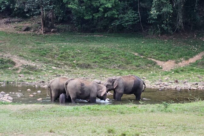 Anakkulam Wild Elephant Visiting(Jeep tour) - Frequently Asked Questions