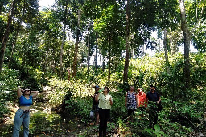 Ancient Lava Stream Trek through dense Tropical forest. - Authentic Experiences from Past Travelers