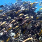 Ang Thong National Marine Park Full Day Tour - Practical Aspects and Considerations
