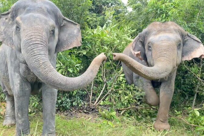 Angkor Wat Temples & Kulen Elephant Forest Day Tour - Potential Drawbacks