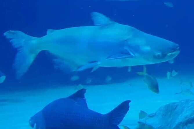 Angkor Wildlife & Aquarium Halfday tour - Additional Practical Details