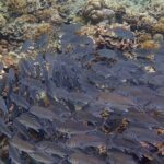 Anilao Snorkel Safari: Explore the Amazing Underwater World - Who Is This Tour Best For?