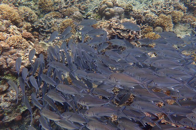 Anilao Snorkel Safari: Explore the Amazing Underwater World - Who Is This Tour Best For?
