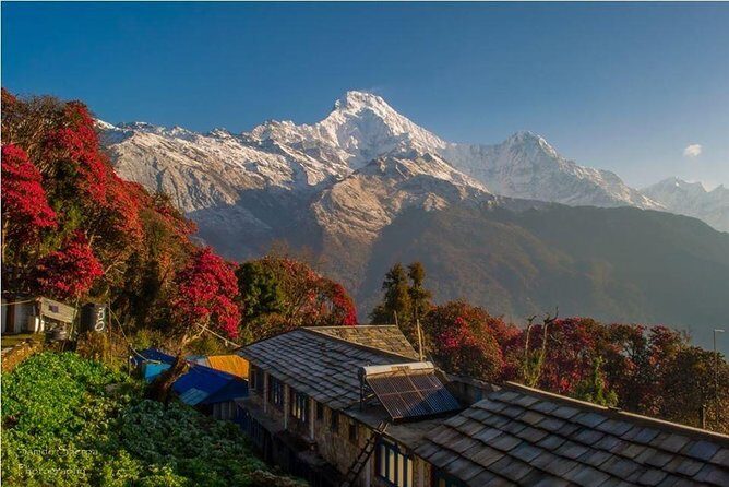 Annapurna Base Camp Trek and Chitwan Excursion - What Makes This Tour Stand Out