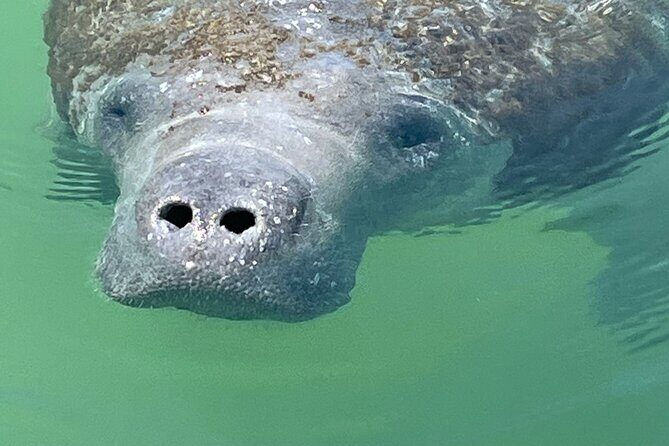 Aqua Sol Adventures 2.5 Hour Private Snorkeling & Shelling tour - The Sum Up
