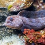 Aquarium of the Bay VIP Experience - The Itinerary: What to Expect