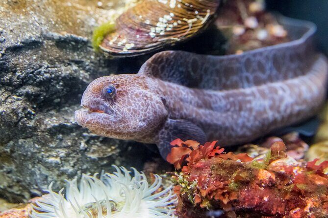 Aquarium of the Bay VIP Experience - The Itinerary: What to Expect