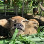 Aroidees Farm-Fresh Thai Cooking Experience - Why This Tour Is Worth Considering