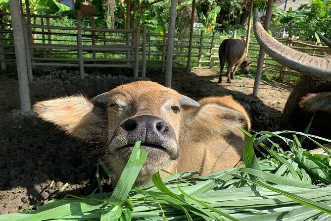 Aroidees Farm-Fresh Thai Cooking Experience - Why This Tour Is Worth Considering