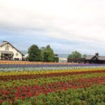 Asahiyama Zoo, Aoiike, Farm Tomita, Ningle Terrace (from Sapporo) - What Makes This Tour Stand Out?