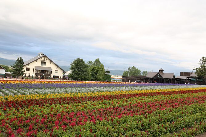 Asahiyama Zoo, Aoiike, Farm Tomita, Ningle Terrace (from Sapporo) - What Makes This Tour Stand Out?