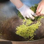 Authentic Hangzhou Longjing Tea Culture Experience Tour - Highly Rated Guides and Personal Touches
