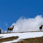 Authentic Mongolian two days tours in Terelj & Khustai National P - Wildlife Watching and Nature Relaxation