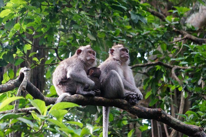 Bali Benoa Shore Excursion for cruise's passenger - All Inclusive - A Detailed Look at the Tour Experience