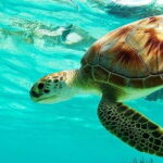 Bali : Blue Lagoon Snorkeling combine with Bali Swing in Ubud - Convenience, Comfort, and Practicalities