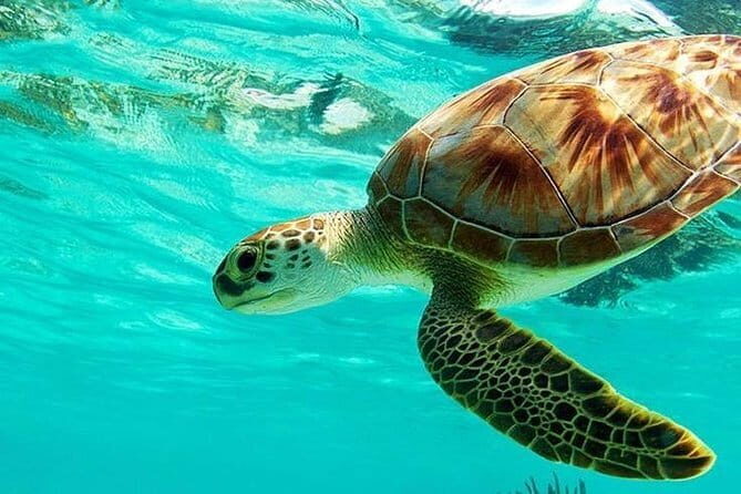 Bali : Blue Lagoon Snorkeling combine with Bali Swing in Ubud - Convenience, Comfort, and Practicalities