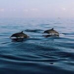 Bali Dolphin Lovina tour and Ulundanu Beratan - FAQs