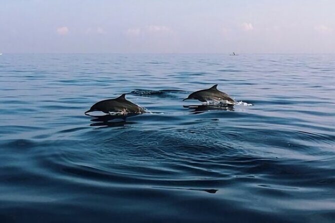 Bali Dolphin Lovina tour and Ulundanu Beratan - FAQs