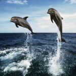 Bali Dolphin Watching Sunrise Tour in Lovina Beach - What Reviewers Say