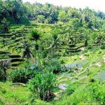 Bali Full Day Tour - In-Depth Look at the Bali Full Day Tour