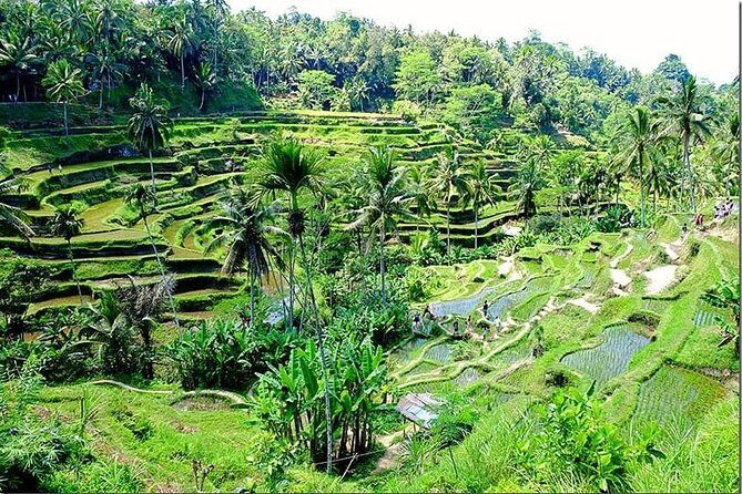 Bali Full Day Tour - In-Depth Look at the Bali Full Day Tour
