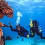 Bali Hai - PADI Advance Open Water Course in Lembongan - The Underwater Environment