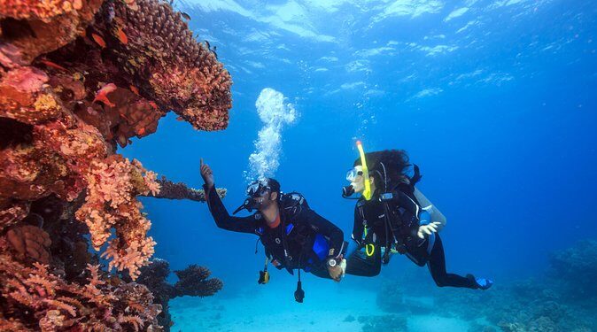 Bali Hai - PADI Advance Open Water Course in Lembongan - The Underwater Environment