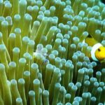 Bali Hai - PADI Advance Open Water Course in Menjangan - Who Will Love This Experience?