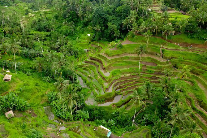 Bali Half-Day Car Charter: Ubud Waterfall Trip for 7 Hours - Who Should Consider This Tour?