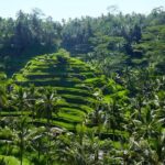 Bali Half Day-Tour: Ubud Night Trip Packages - Whats the Real Value for Travelers?