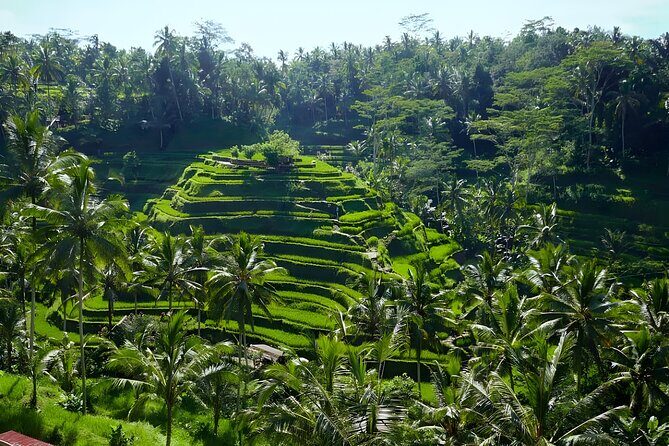 Bali Half Day-Tour: Ubud Night Trip Packages - Whats the Real Value for Travelers?