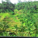 Bali in 1-Day : Rice Terrace, Volcano, Tanah lot - All Inclusive - Is It Worth It? Analyzing the Value