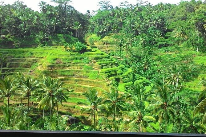 Bali in 1-Day : Rice Terrace, Volcano, Tanah lot - All Inclusive - Is It Worth It? Analyzing the Value