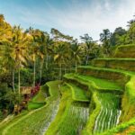 Bali Private Car Hire with Driver - The Sum Up