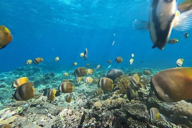 Bali Private Snorkeling (Manta, Gamat, Wall) and Nusa Penida Tour - FAQs