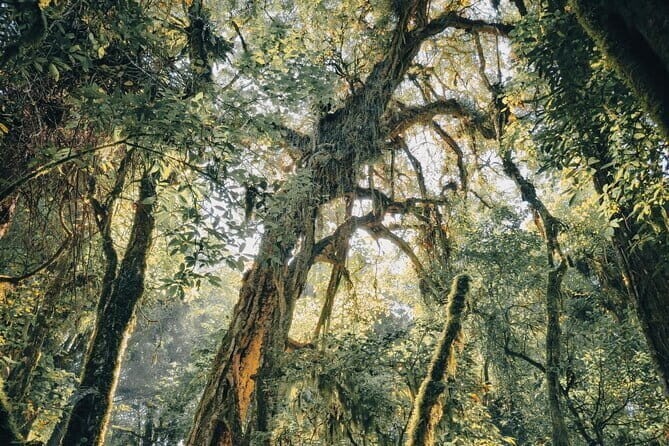 Bali Rainforest Hiking With Canoeing And Waterfall Adventure - Who Would Love This Tour?