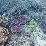 Bali Scuba Diving at Nusa Penida Manta Point For Certified Diver - Practical Details & Considerations