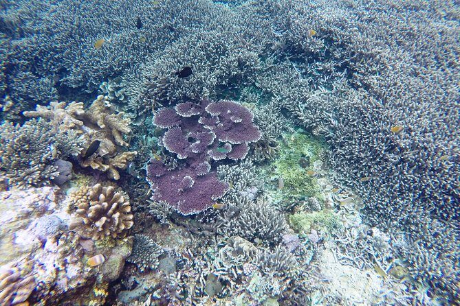 Bali Scuba Diving at Nusa Penida Manta Point For Certified Diver - Practical Details & Considerations