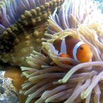 Bali Snorkeling at Blue Lagoon include private transport - Who Should Book This Tour?