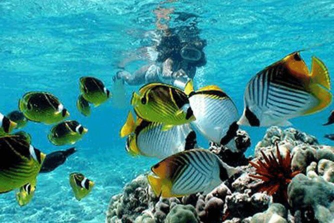 Bali Snorkeling Blue Lagoon and Tanjung Jepun All Included - What to Expect: The Experience in Detail