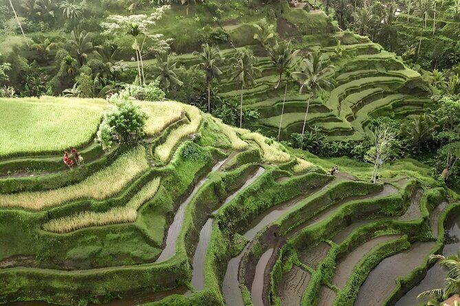 Bali Tour : Best Attractions in Ubud with Rice Terrace - FAQs
