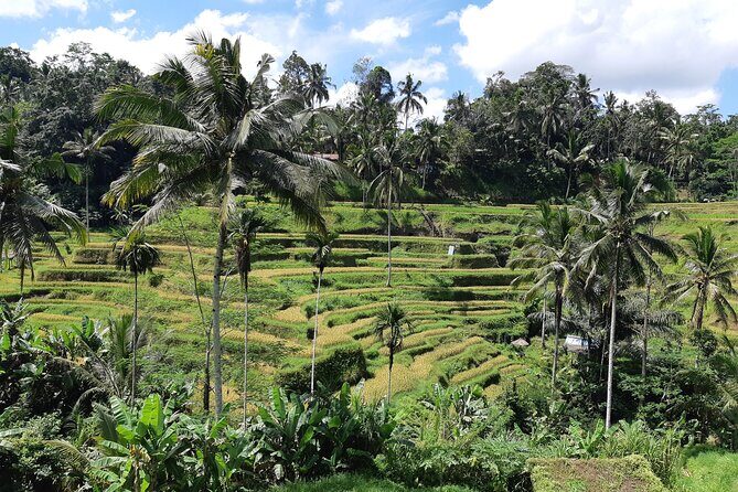 Bali Ubud Full Day All-Inclusive Private Tour  Best Private Tour - Who Is This Tour Best For?