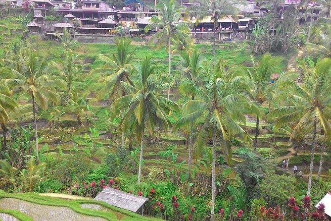 Bali Ubud & Kintamani Volcano Tour -All Inclusive - How the Day Unfolds: The Itinerary Breakdown