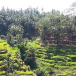 Bali Ubud Private Costomized Tour - Explore Bali your way - Transportation & Group Size