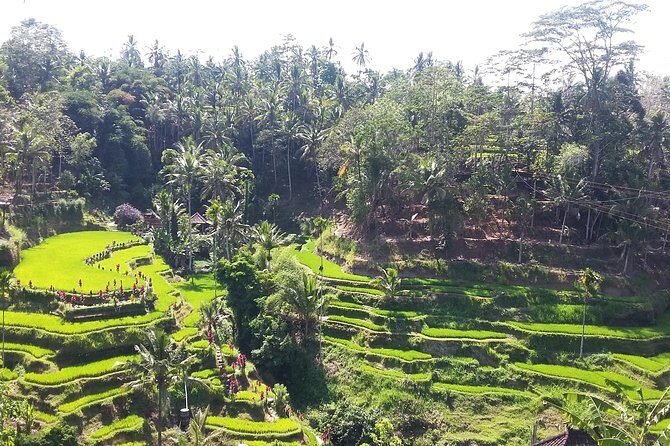 Bali Ubud Private Costomized Tour - Explore Bali your way - Transportation & Group Size