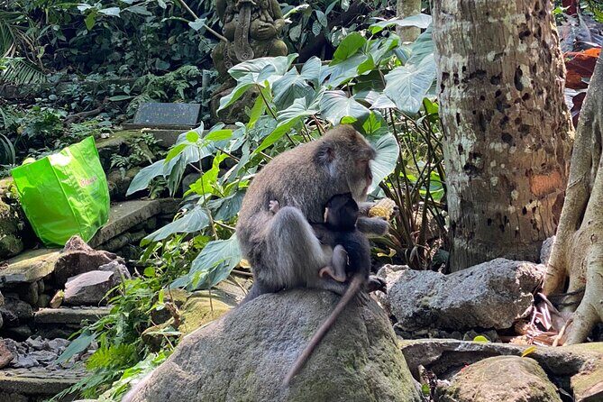 Bali : Ubud Private Tours - Authentic Experiences, Guided by Locals