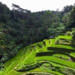 Bali Ubud Tour - The Value of This Experience